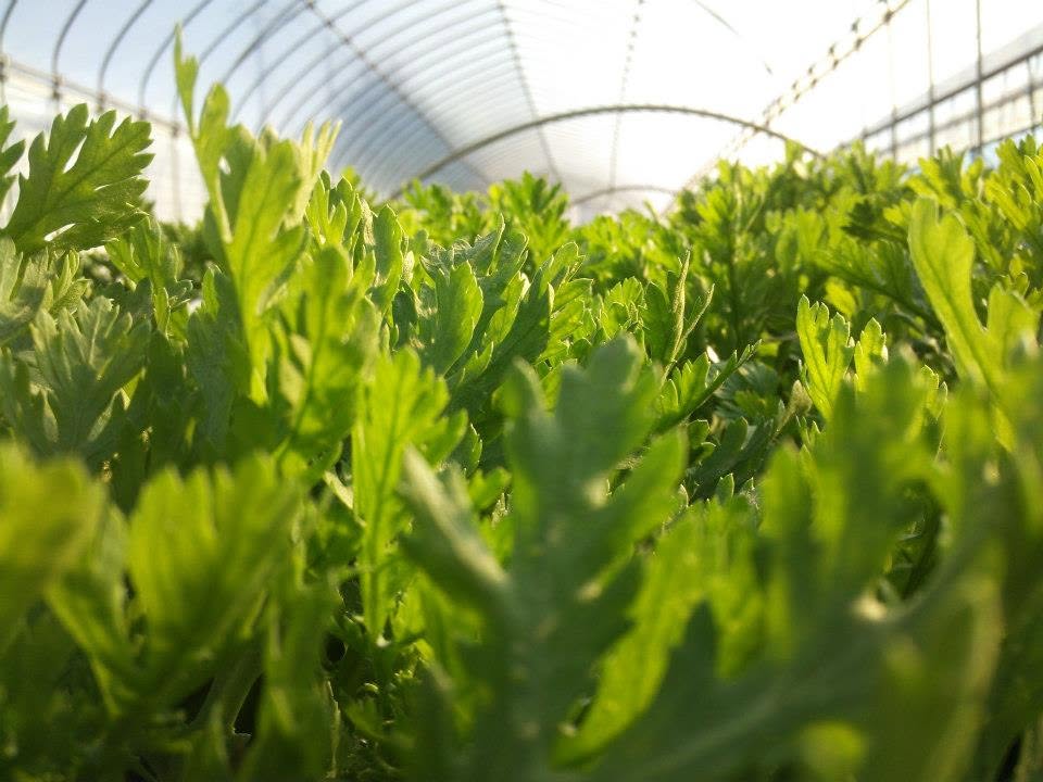 ハウスの中で育つ春菊の葉